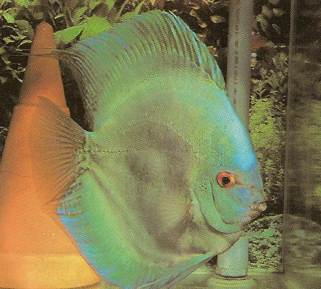 discus vert Numari11