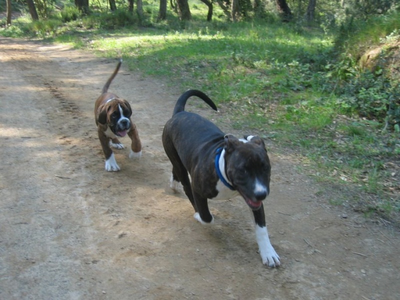 Divine et son nouveau pote Taïs le boxer Img_0014