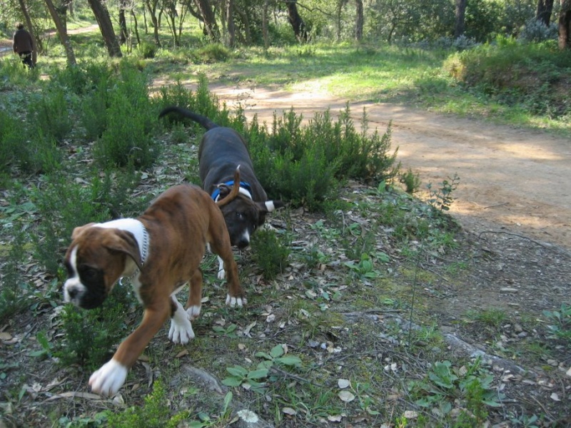 Divine et son nouveau pote Taïs le boxer Img_0017