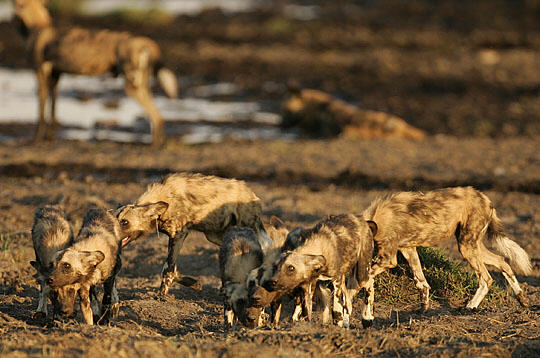 Le mystrieux loup d'Afrique 810