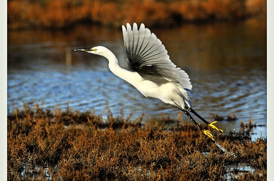 Oiseaux en vol Garzet10