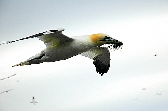 Oiseaux en vol Nidifi10