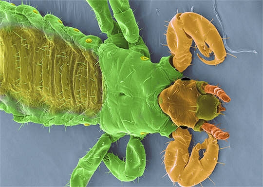 Insectes microscopiques Pou-3710