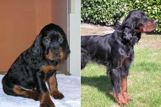 Chiots : comment vont-ils devenir ? Setter10