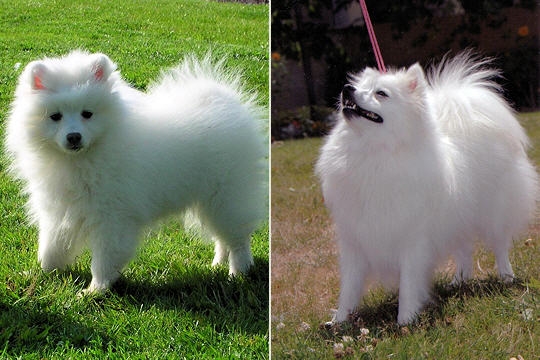 Chiots : comment vont-ils devenir ? Spitz-10