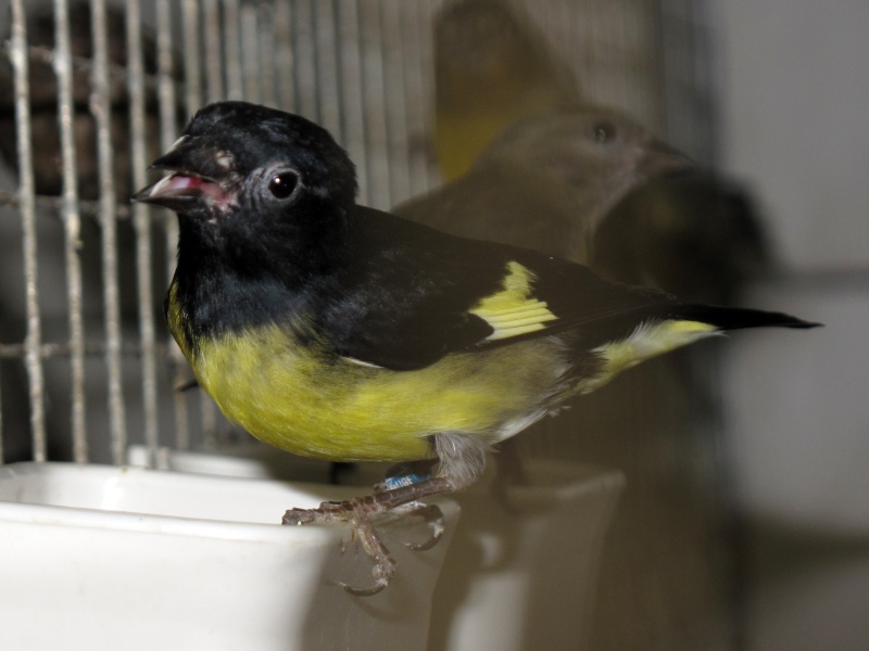 Carduelis xanthogastra mâles (photos) Img_0925