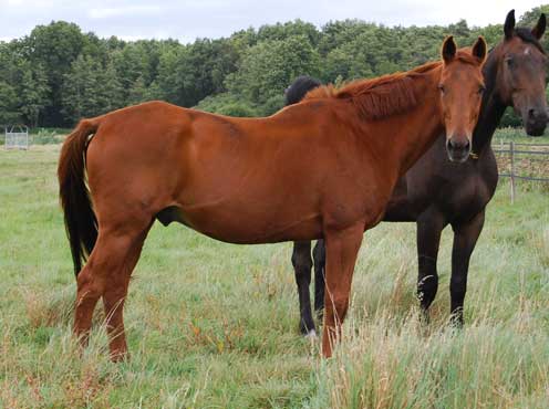 FEU Hongre Anglo de 16 ans adopté par Annie le 29.12 Feu410