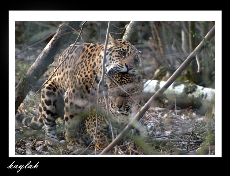les jaguars Accoup11