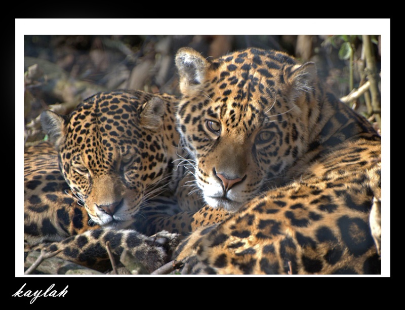 les jaguars Ensemb10