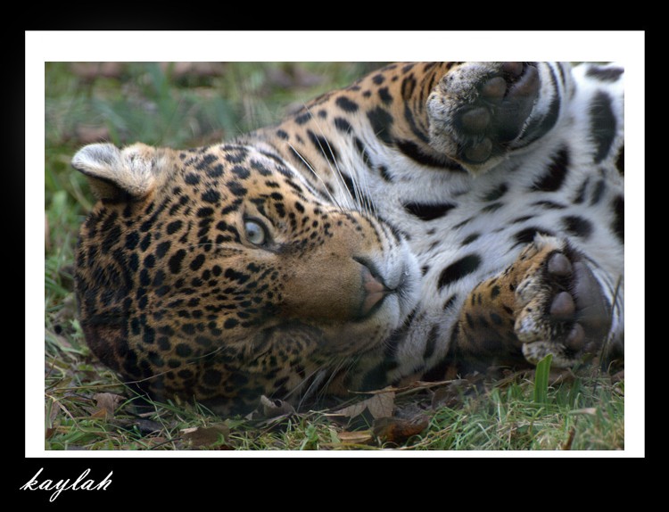 les jaguars Kalina10