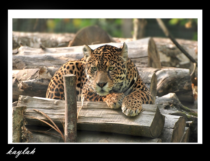 les jaguars Kalina13