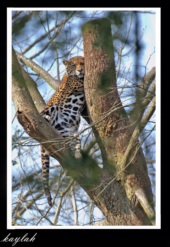 les jaguars Kalinw10