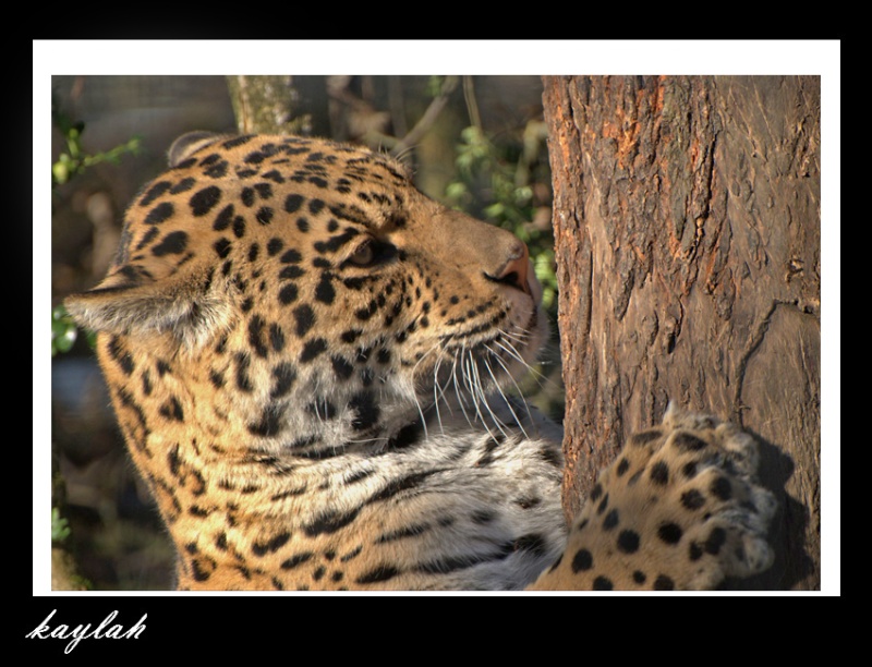 les jaguars Sacha_10
