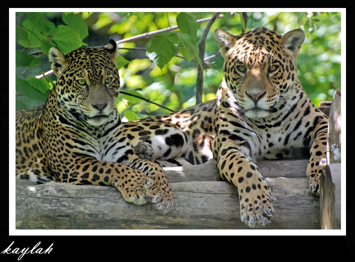 les jaguars Sachae10