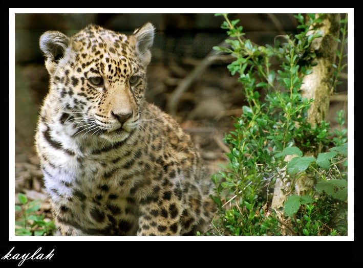 les jaguars Saka110