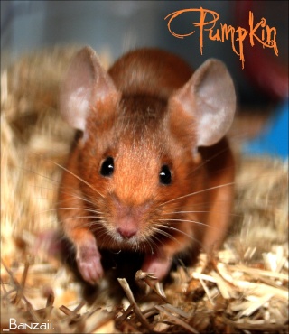 Pumpkin, une souris aux couleurs d'Halloween ! - Page 3 Pumpki12