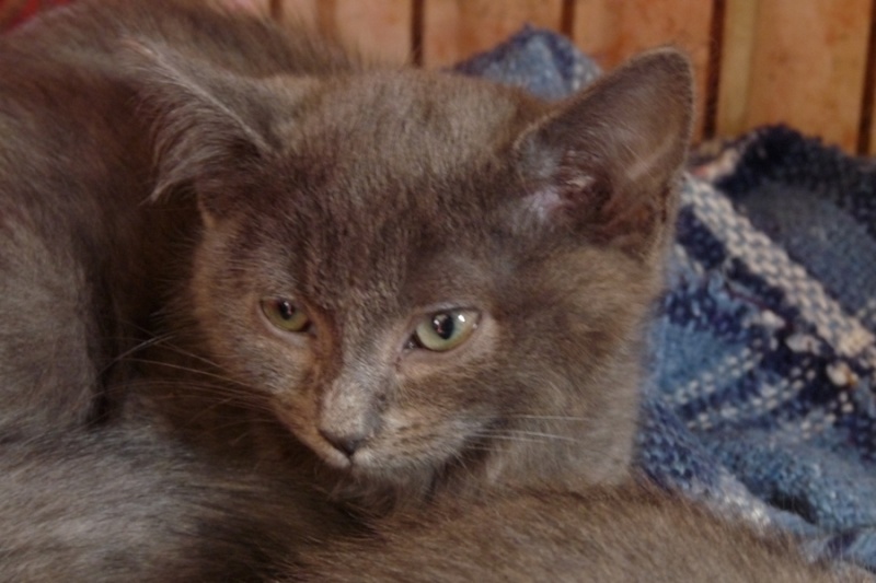 Ilouna femelle grise, née en avril 2013 (59) "vagabond" Fond110