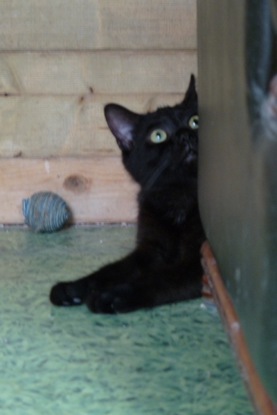 Hugo mâle noir, né en octobre 2012 (59) P1190429