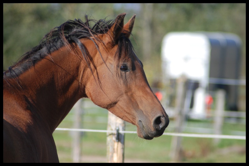 Elevage du Mystère... Poneys de sport Dsc_1610