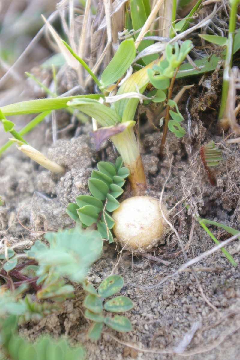 Tubercule d'ophrys Racine11