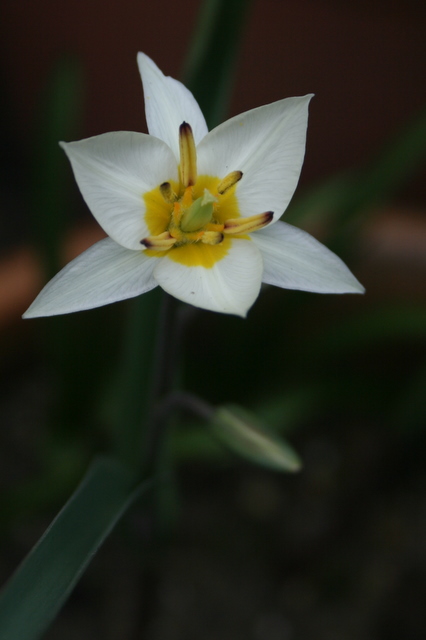 tulipe ? = Tulipa turkestanica Img_4922