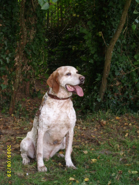 Plumeti (10 ans), le beau X braque - 56 Pontivy Aout0924