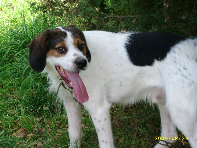 ADHOC, croisé beagle/griffon mâle, 5 ans 1/2 (56) Aout0937
