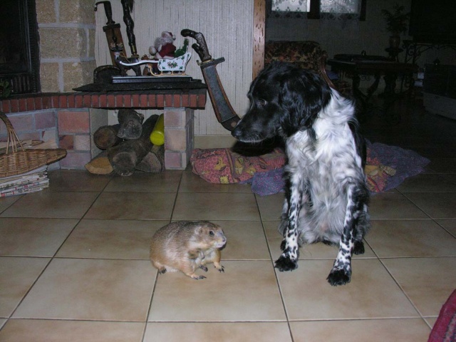 Caractère et détention en captivité de nos Chiens de prairie. Lilou_11