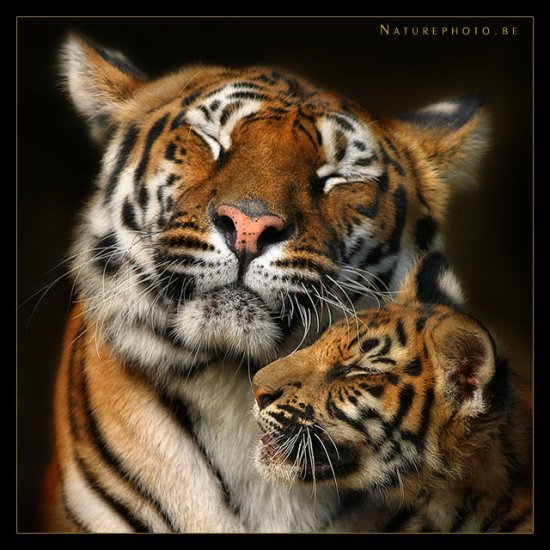 Les tigres 24301910