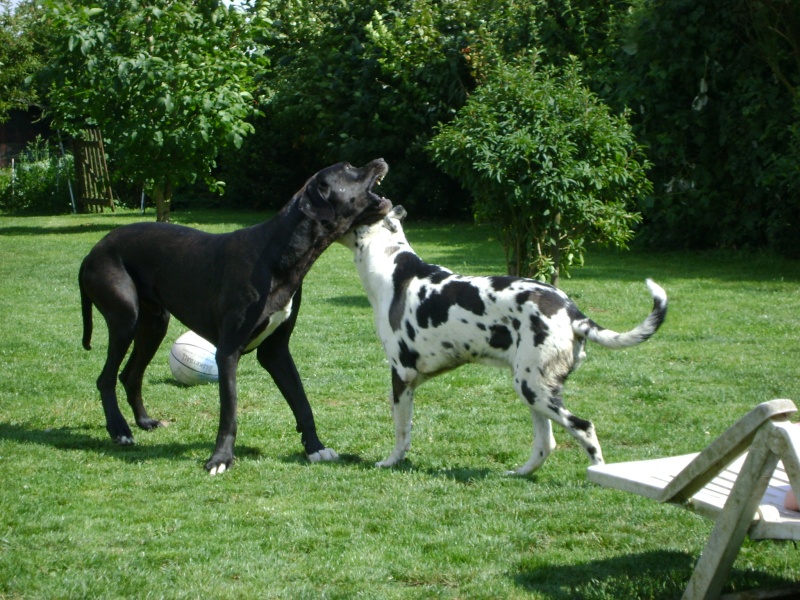 Goliath & Compagnie Dsc04510