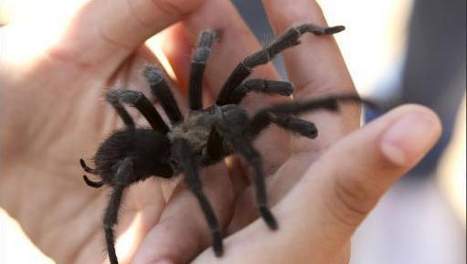 Nouvelle espèce d'araignées géantes découverte en Afrique et Madagascar Media163