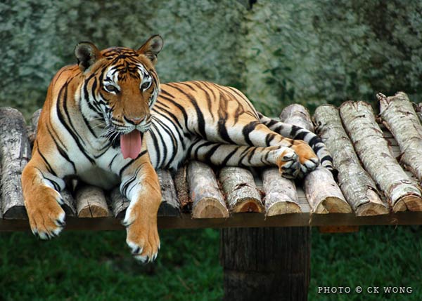 Les tigres Tigre-10