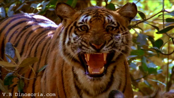 Les tigres Tigre-11