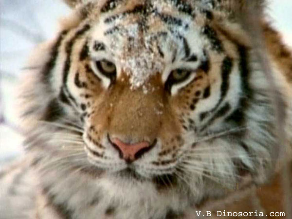 Les tigres Tigre-12