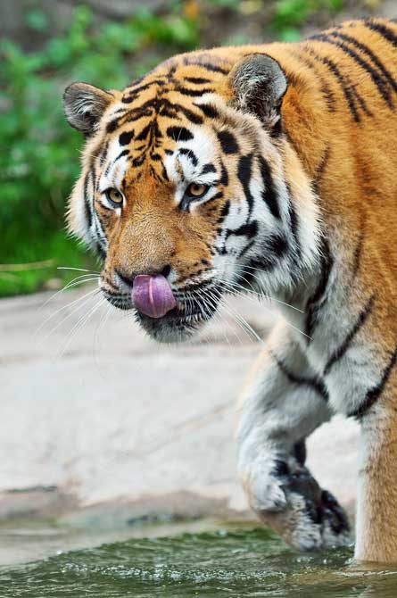 Les tigres Tigre_10