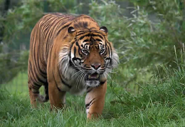 Les tigres Tigre_11