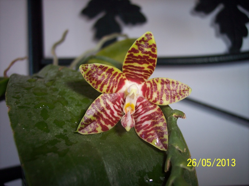 Phalaenopsis amboinensis 100_9613