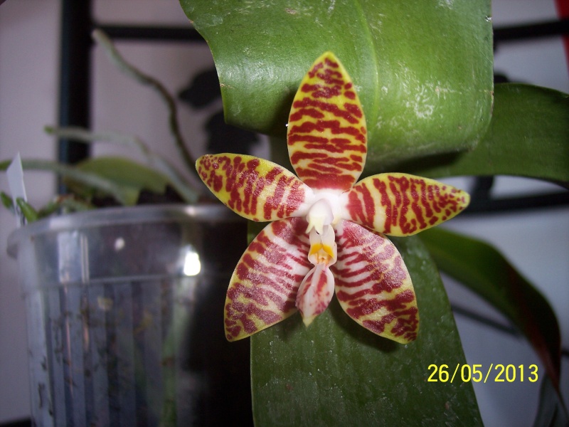 Phalaenopsis amboinensis 100_9614