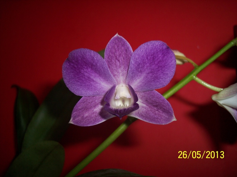 Dendrobium "phalaenopsis" ou biggibum violet 100_9620
