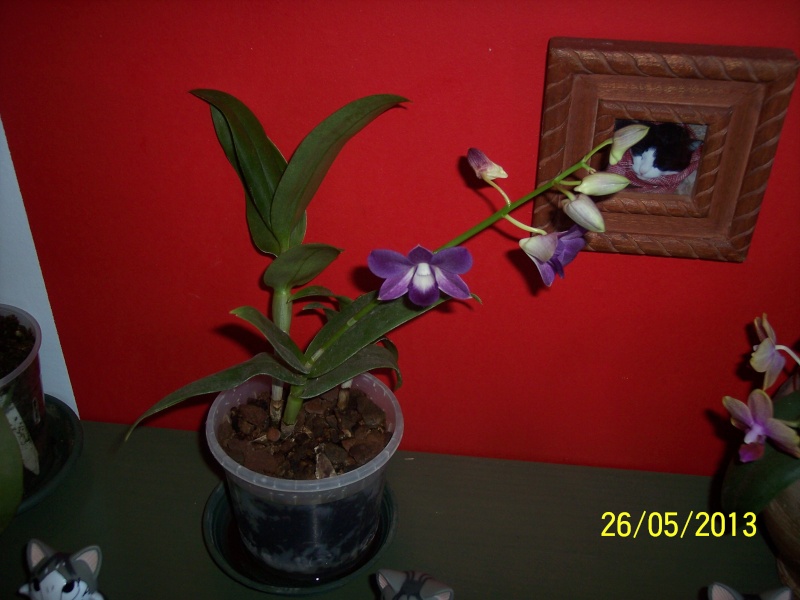 Dendrobium "phalaenopsis" ou biggibum violet 100_9621