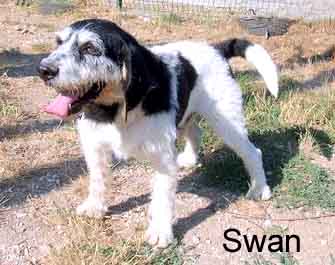 26 -  SWAN : adorable basset/griffon 5 ans n'attend que vous !!! Swan10