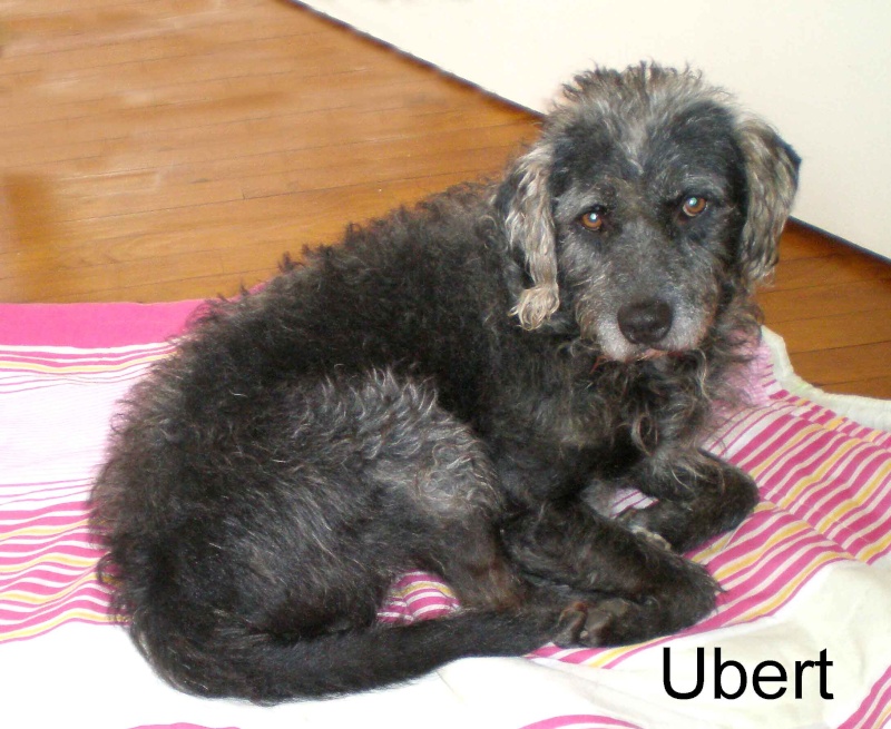 Ubert : mignon petit crois caniche de 6 ans - enfin ADOPTE Ubert_12