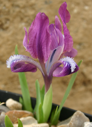 Le 1er iris barbu en fleur Iris_t10
