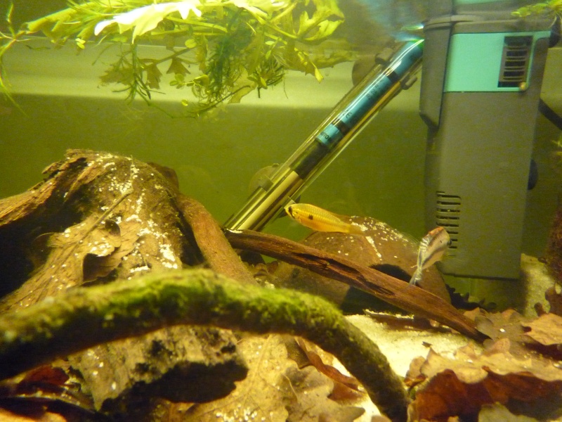 Ma partie apistogramma et cichlides nain - Page 8 Apisto14