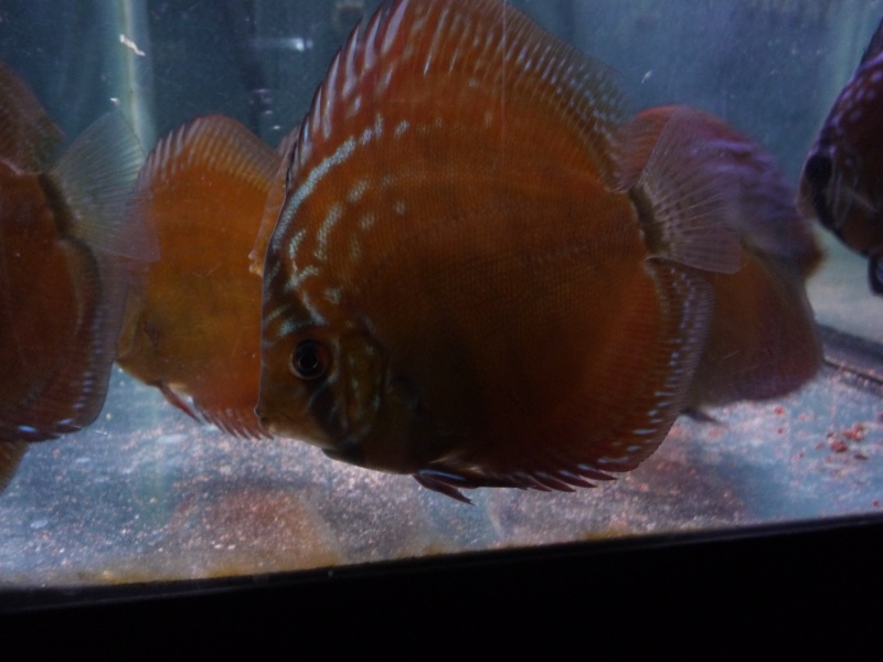 Evolution discus Choupe17