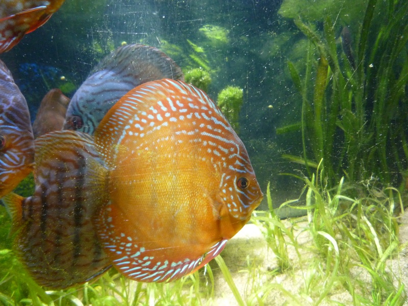 Mes discus Phong_55