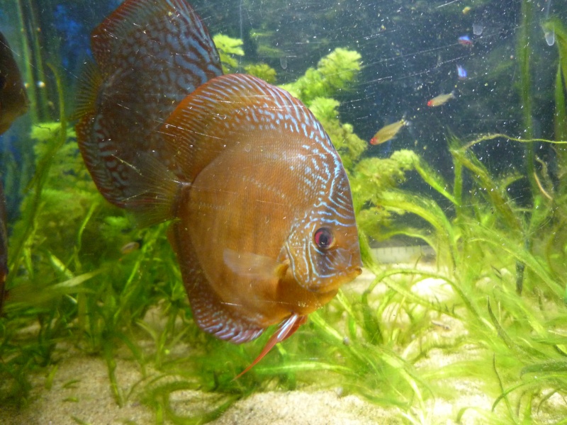 Evolution discus Phong_63