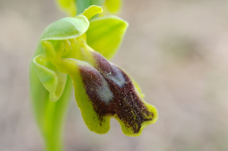 Ophrys (Pseudophrys) marmorata / bilunulata / subfusca 1-imgp10