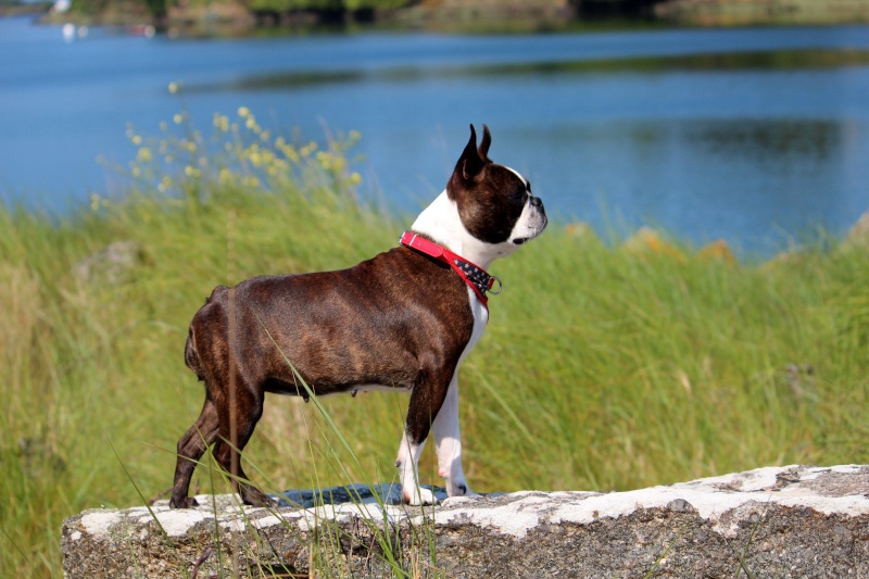 terrier - Une boston terrier : EXFAN DES SIXTIES DU GRAND FRESNOY - Page 3 Img_7011