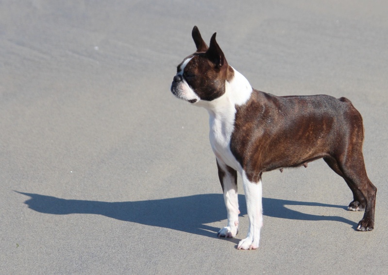terrier - Une boston terrier : EXFAN DES SIXTIES DU GRAND FRESNOY - Page 3 Img_7125